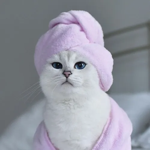 Ảnh troll mèo nằm trên laptop gây cười.