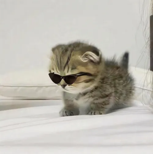 Meme hài mèo lông xù trắng muốt cưng xỉu.