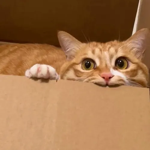 Ảnh vui mèo tai cụp ngủ gật siêu dễ thương.