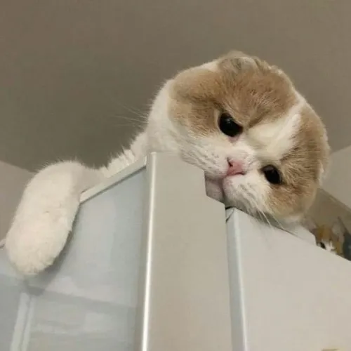 Ảnh vui mèo đáng yêu khiến tim người xem tan chảy.