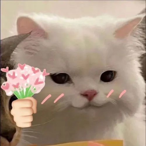 Meme mèo nằm cuộn tròn nhìn như bánh mochi.