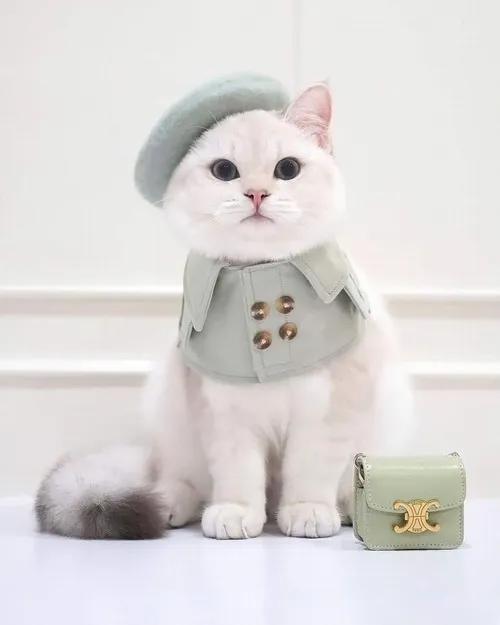 Ảnh chế mèo ngậm cá khô siêu hài hước.