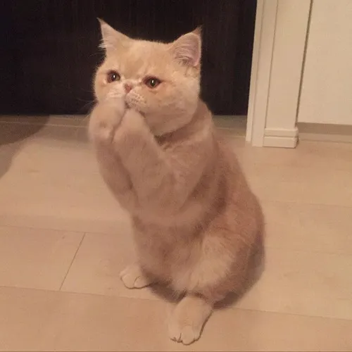 Hình troll mèo biểu cảm ngáo lan truyền mạnh.