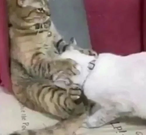 29 Ảnh hài biểu cảm môi cắn nhẹ, caption “vắt hết rồi còn gì”.