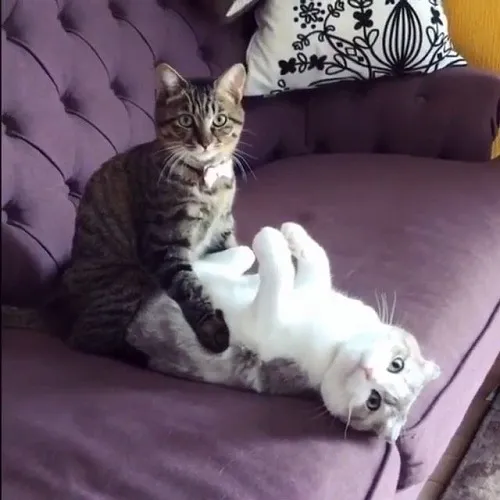 20 Meme hài 2 chú mèo đang vắt cạn khô nhau