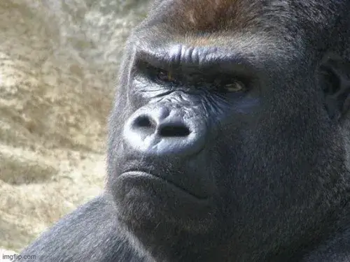 Ảnh troll khỉ đột biểu cảm chán chường nhìn là thấm liền