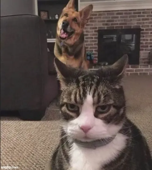 Meme mèo khó chịu: Khi cảm xúc chạm giới hạn nhưng bạn vẫn giữ phong thái “im lặng mà đau”