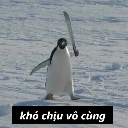 Khi bực mình cũng đáng yêu – loạt meme khó chịu gây sốt