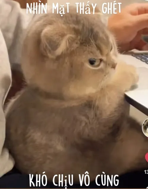 Ảnh vui mèo lườm nguýt nói hộ nỗi bực mình