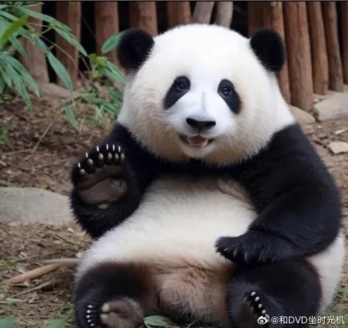 Ảnh vui gấu trúc cười phô nhẹ hàm răng nhỏ đầy tinh thần.