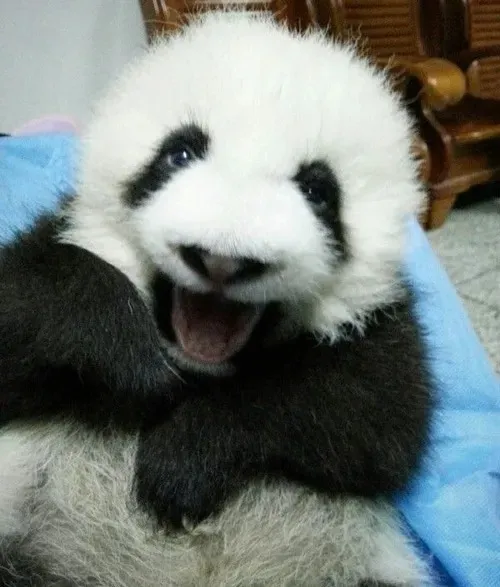 Gấu trúc cười và cảm giác nhẹ lòng ngay lập tức