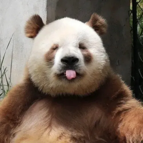 Meme gấu trúc cười với má phồng và ánh nhìn rạng rỡ.