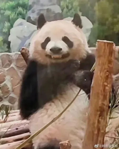 Meme gấu trúc cười với biểu cảm hớn hở như nghe chuyện buồn cười.