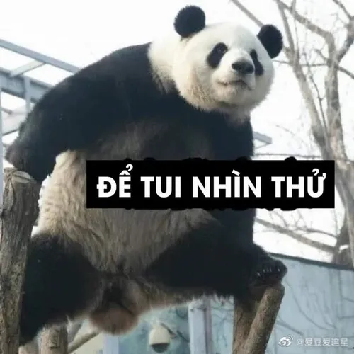 Meme chế gấu trúc run sợ dúm người nhìn quanh