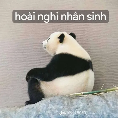 Ảnh meme vui gấu trúc ăn măng tre mệt mỏi thở dài