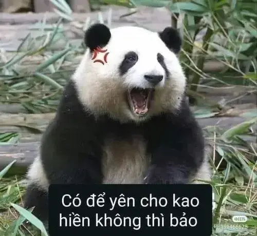 Khoảnh khắc gấu trúc Tứ Xuyên cố lên vỗ bụng tự động viên