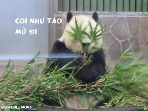Meme gấu trúc Weibo ngây thơ mở to mắt long lanh