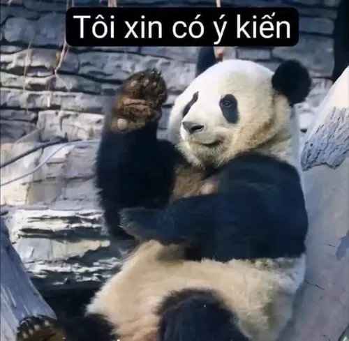 Ảnh hài gấu trúc Trung Quốc liếc mắt xem thường đối thủ