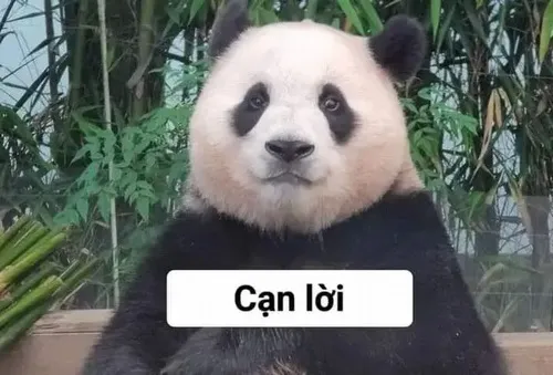 Meme chế gấu trúc ngủ gật cúi đầu xin lỗi thật vụng