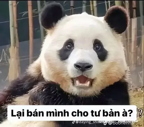 Hình troll gấu trúc Weibo giật mình bật dậy giữa chuồng