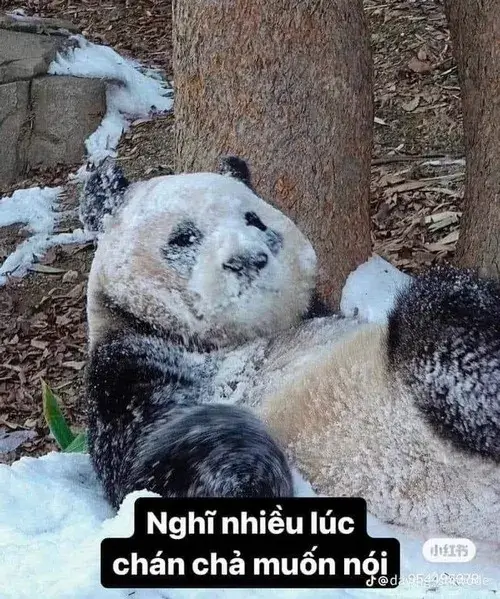 Meme gấu trúc Weibo Trung Quốc lăn tròn ngơ giữa măng tre