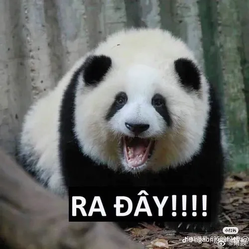 Ảnh vui gấu trúc Trung Quốc hờn dỗi quay mặt đáng yêu