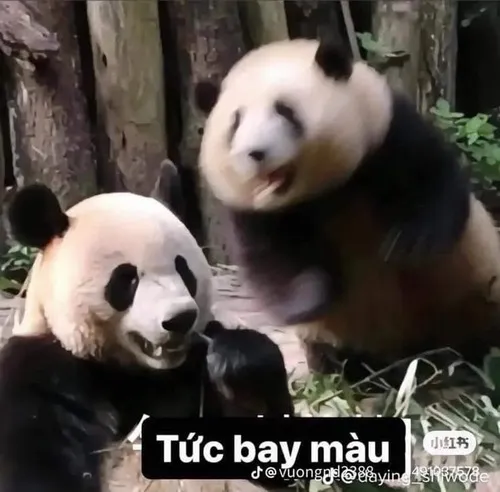 Meme gấu trúc vui lăn tròn ôm cây đầy ngộ nghĩnh