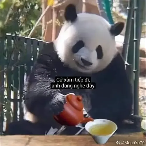 Hình meme hài gấu trúc cười hí hửng mắt viền đen