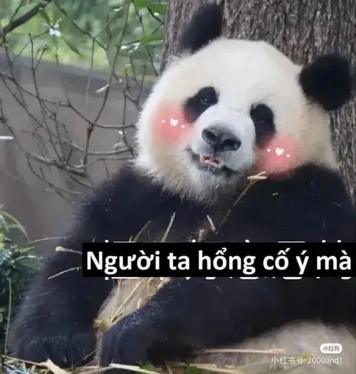 Meme chế gấu trúc cô đơn tựa gốc tre lặng lẽ