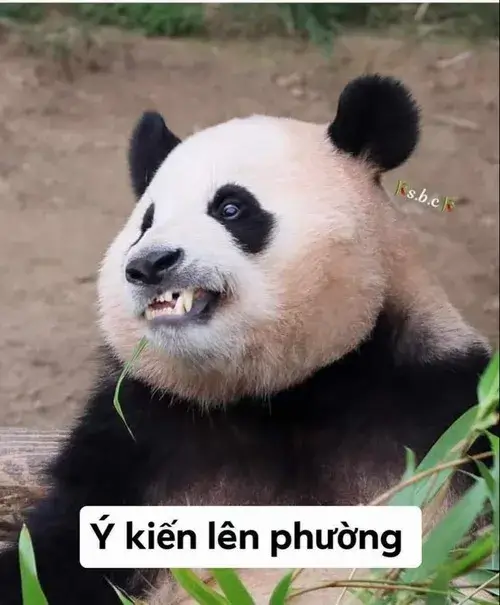 Ảnh troll gấu trúc nhếch môi kiểu cà khịa nhẹ đáng yêu