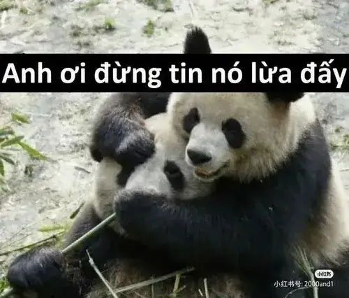 Ảnh chế gấu trúc buồn ngồi thở dài giữa bụi tre