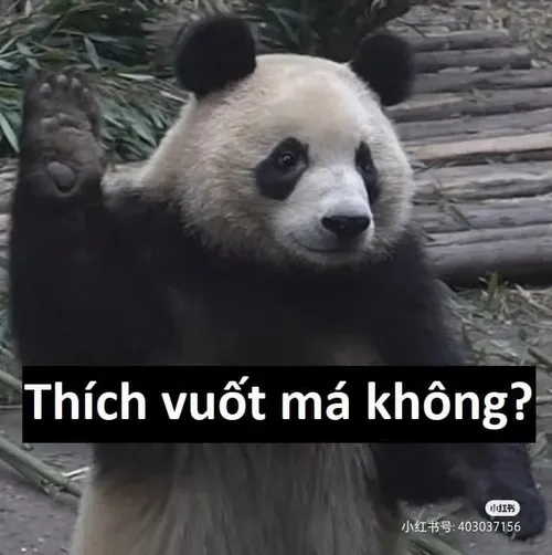 Meme gấu trúc giật mình bật dậy từ cơn ngủ gật