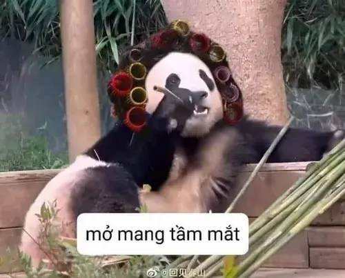 Ảnh meme vui gấu trúc liếc nhẹ biểu cảm nghi ngờ