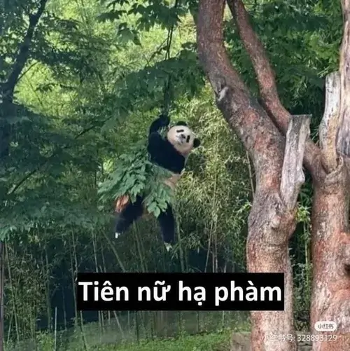 Khoảnh khắc gấu trúc Weibo ăn măng tre vui nhếch môi