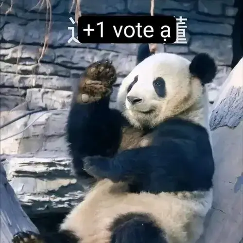 Meme hài gấu trúc tức giận giơ chân quơ cực đáng yêu