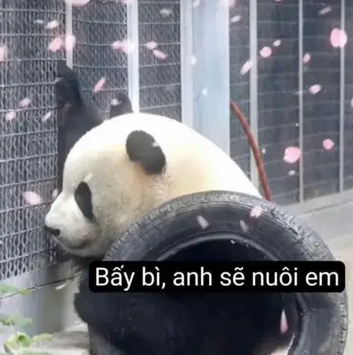 Ảnh vui gấu trúc bất lực nằm dài như tấm thảm