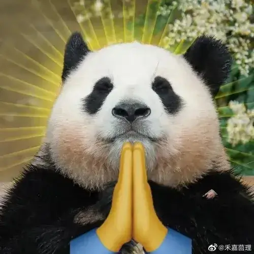 Hình meme hài gấu trúc ôm đầu mệt mỏi rã rời