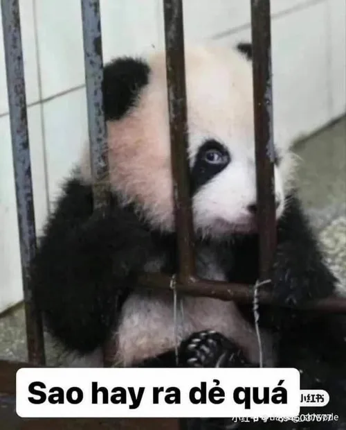 Khoảnh khắc gấu trúc like một cách mũm mĩm đáng yêu