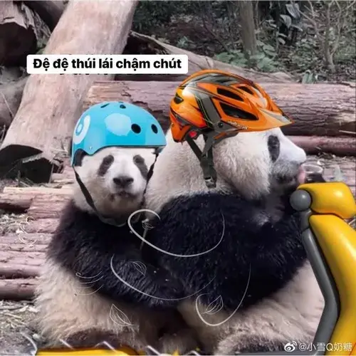 Ảnh troll gấu trúc lăn dài trên nền rừng tre ngơ