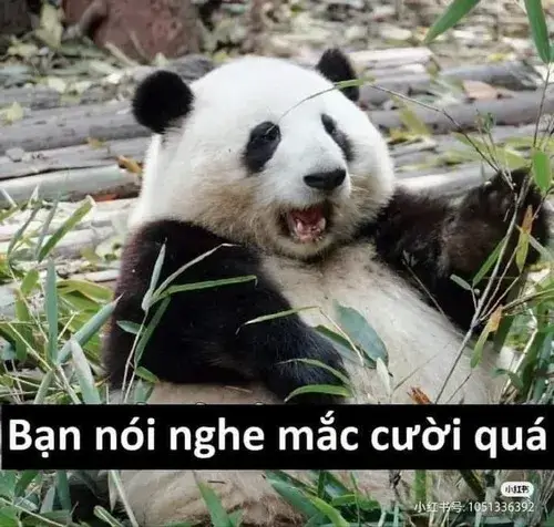 Ảnh vui gấu trúc Weibo béo tròn cười nham hiểm tinh quái