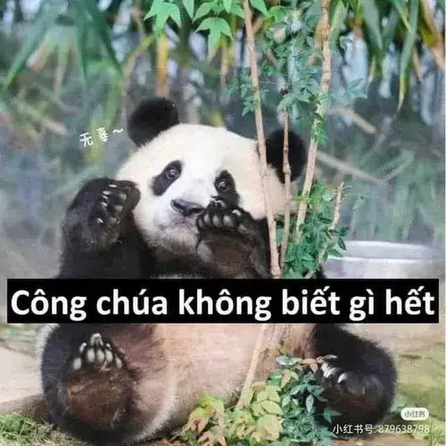 Hình chế meme vui gấu trúc Tứ Xuyên khóc rơm rớm lệ
