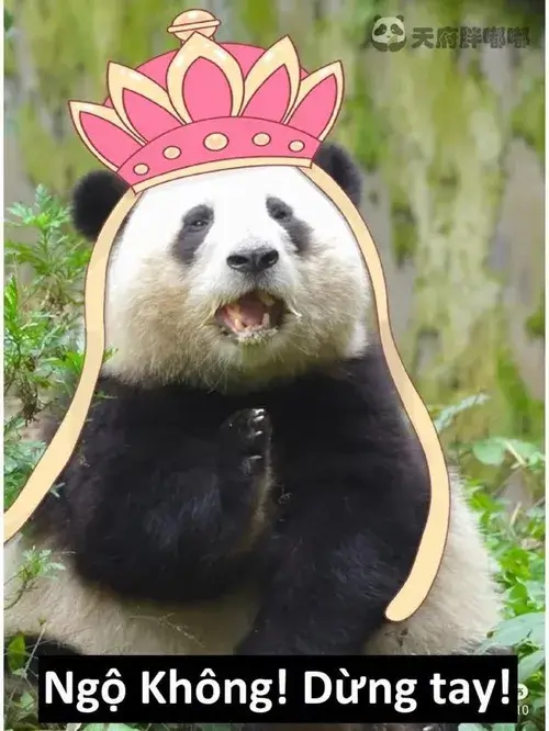 Meme hài gấu trúc ôm cây buồn ngủ giữa chuồng