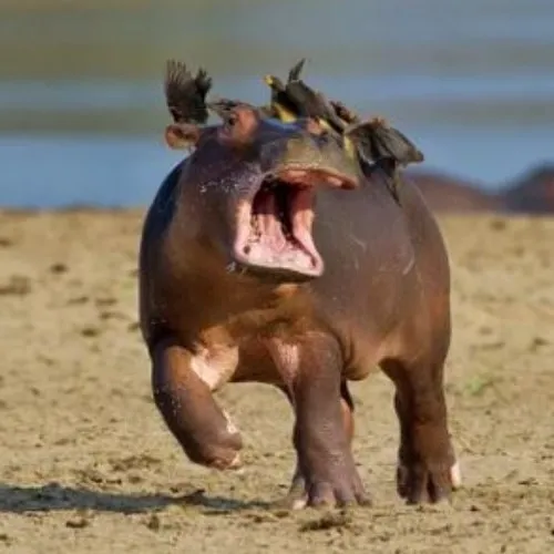 Hà mã há mồm: Anh ơi em đói