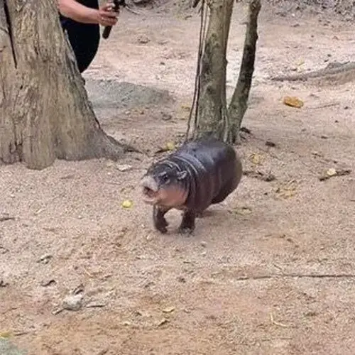 Chú hà mã con chạy lon ton kiếm ăn