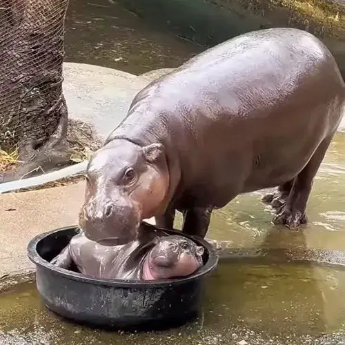 Bộ meme hà mã đáng yêu nhưng lầy nhất quả đất