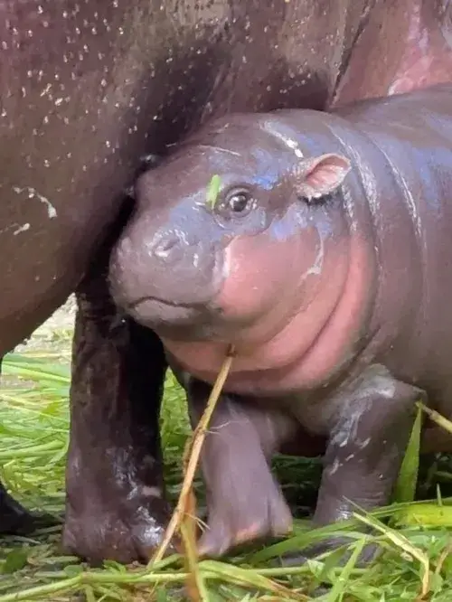 Ảnh vui hà mã há miệng biểu cảm troll cực mạnh.