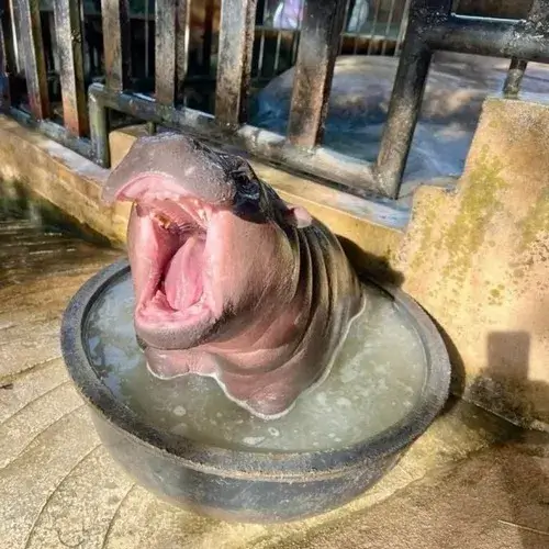 Hà mã há mồm la lớn Anh ơi em đói bụng