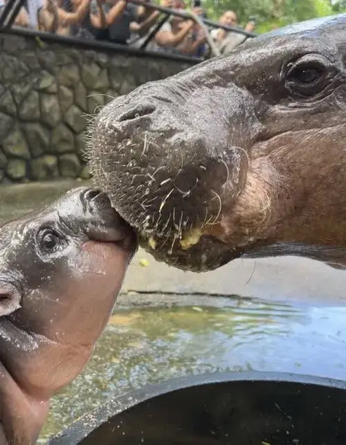 Hình meme hà mã mắt tròn xoe như chán đời.