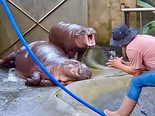 Meme hà mã giận dỗi đòi ăn