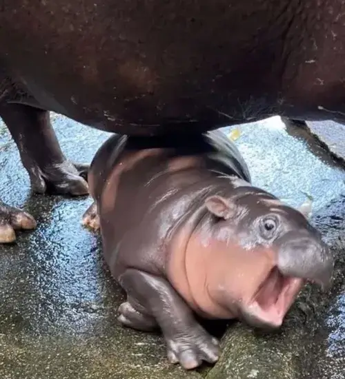 Ảnh vui hà mã cười hở răng làm ai cũng xỉu.